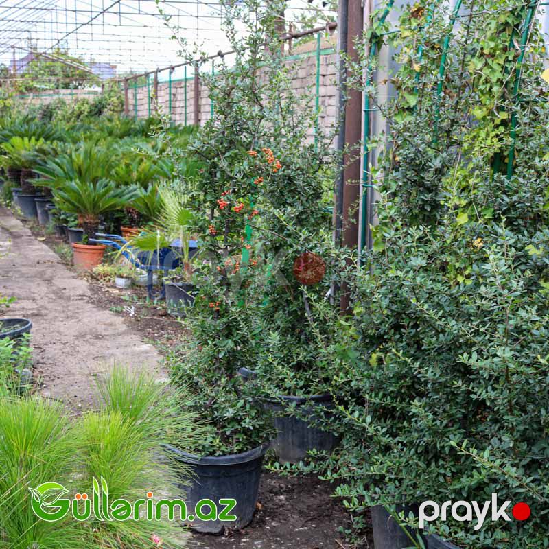 Perekanda ağacı (Nandina domestica) — Bitkilər, Bakı (3)