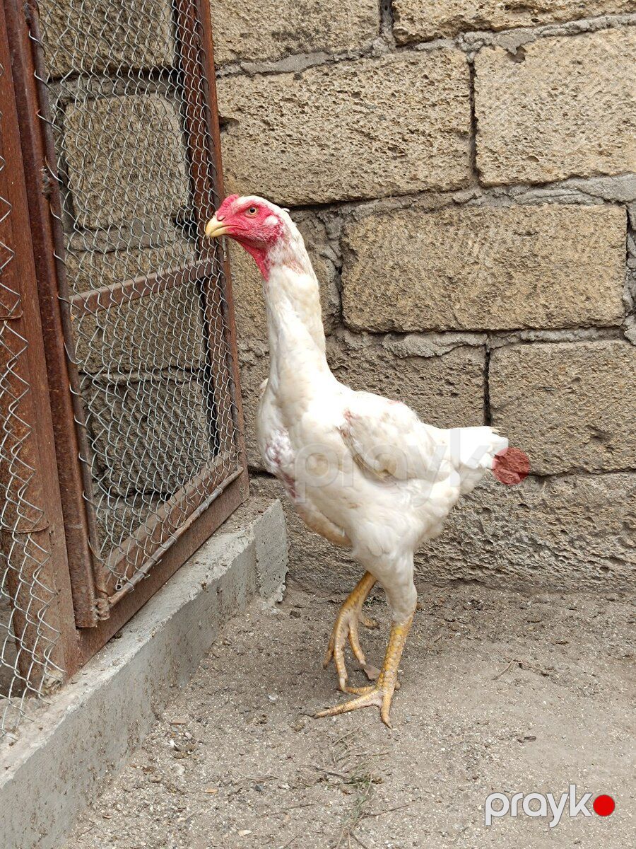 Heyratı fərə — Quşlar, Sumqayıt (6)