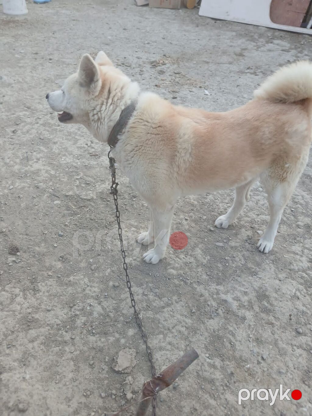 Akita-inu, 1 il, Dişi — Köpəklər, Salyan (2)