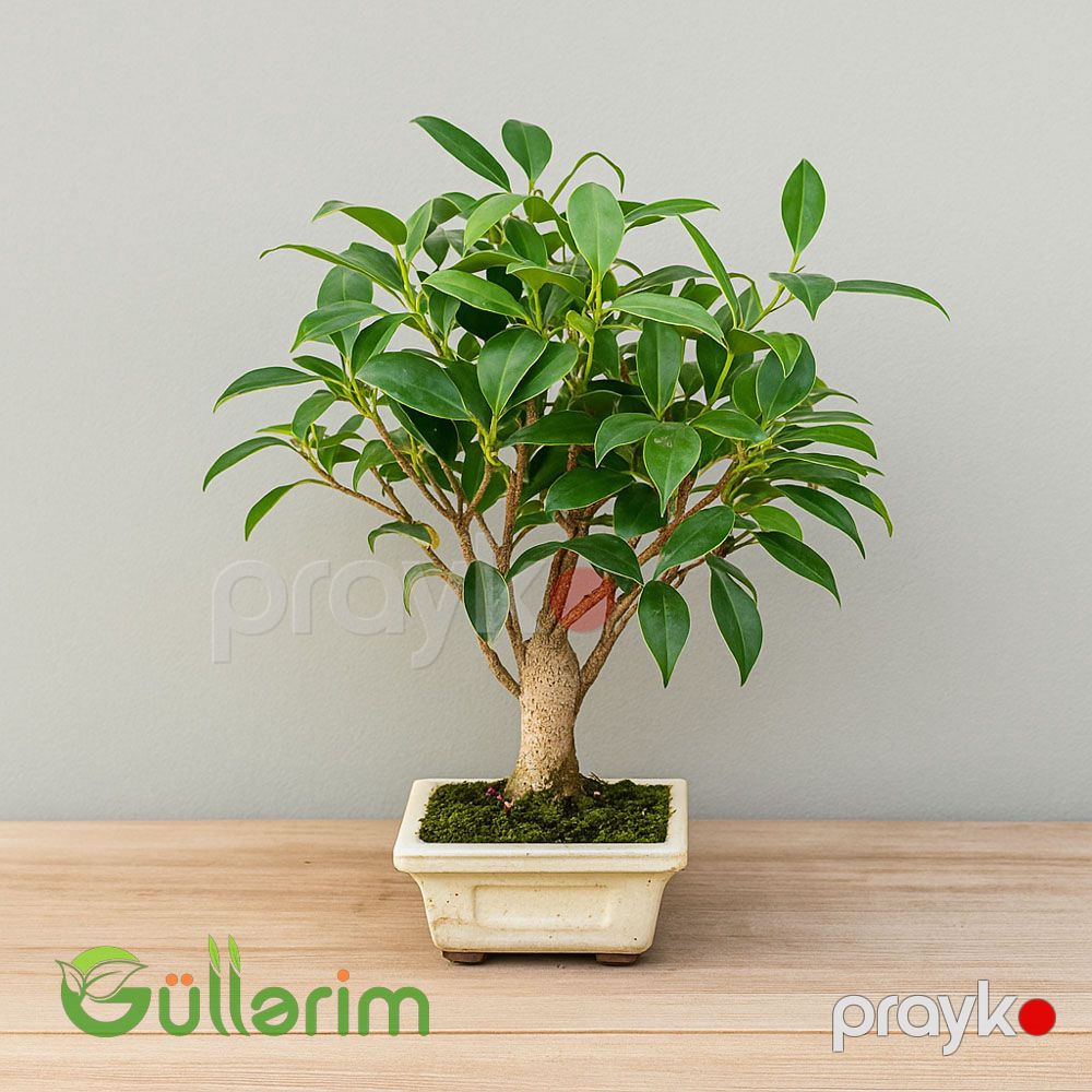Ficus Bonsai (Fikus Bonsayi) — Bitkilər, Bakı (2)