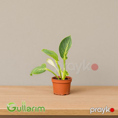 Filodendron Ağ (Philodendron Birkin) — Bakı