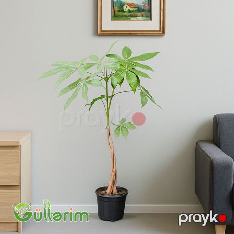 Pachira aquatica (Pul Ağacı) — Bakı