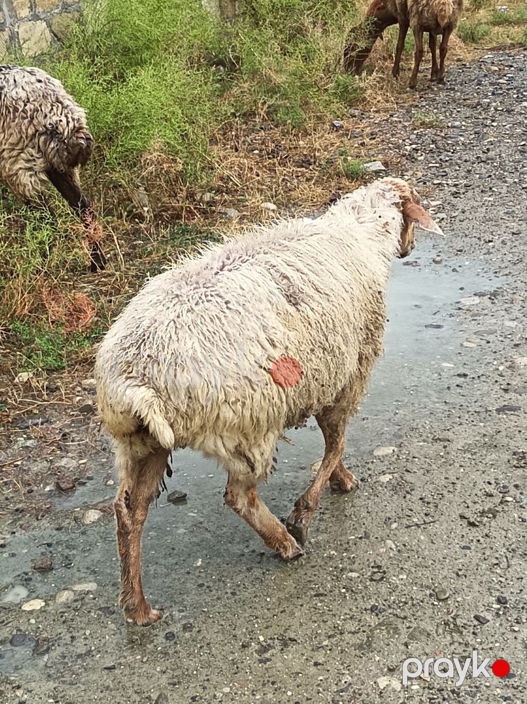 6 baş qoyundu tam sağlamdırlar, qurd və kəpənək dərmanı verilib. Həm — Kənd təsərrüfatı heyvanları, Xızı (2)