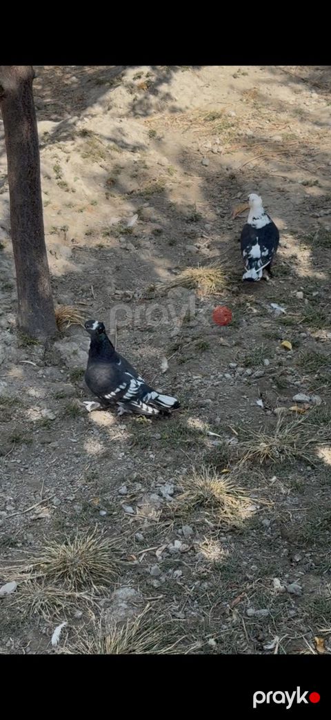 Göyərçinlər — Bakı