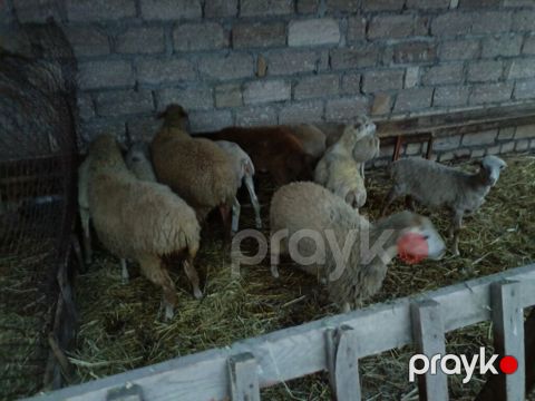 11baş quzu satılır — Quba