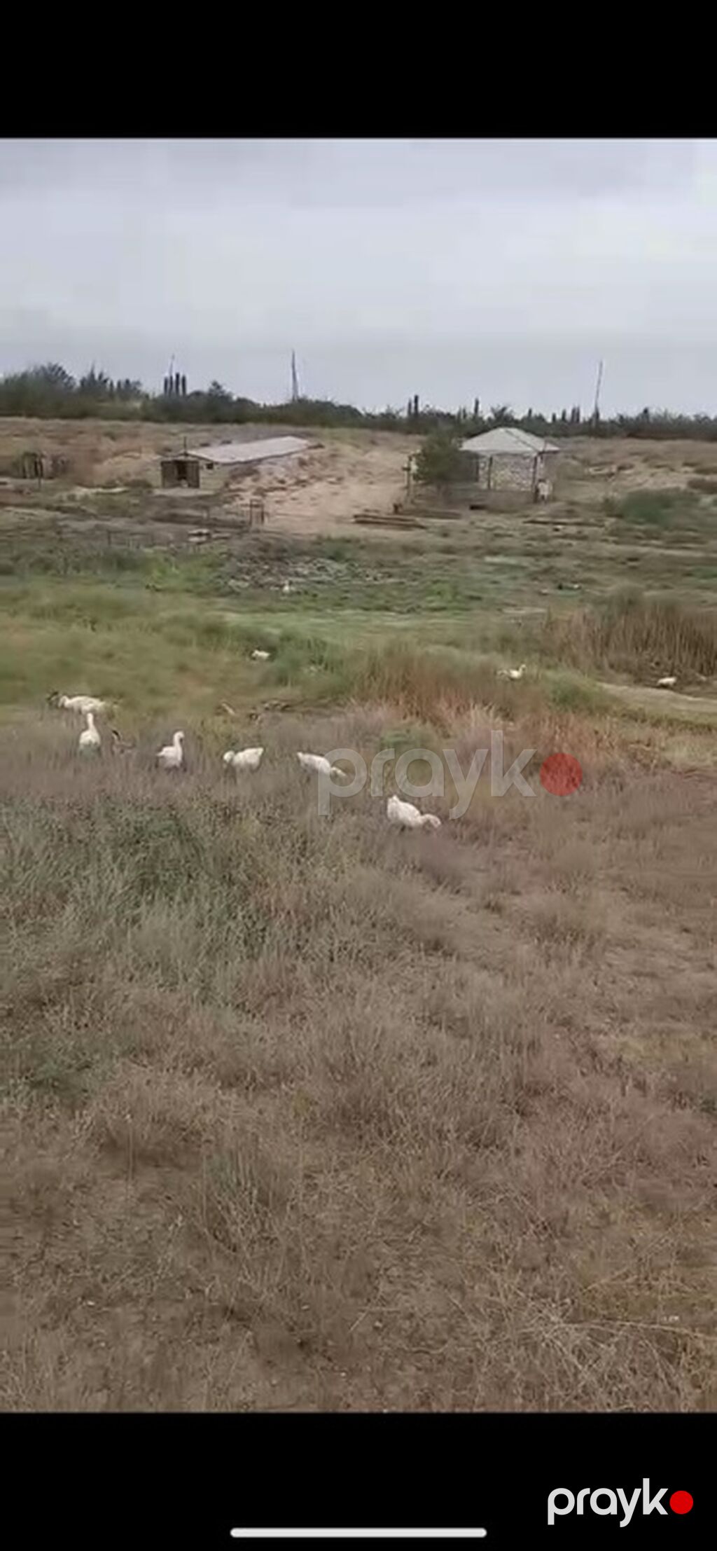 Kənd təsərrüfatı — Torpaq, Masazır (2)
