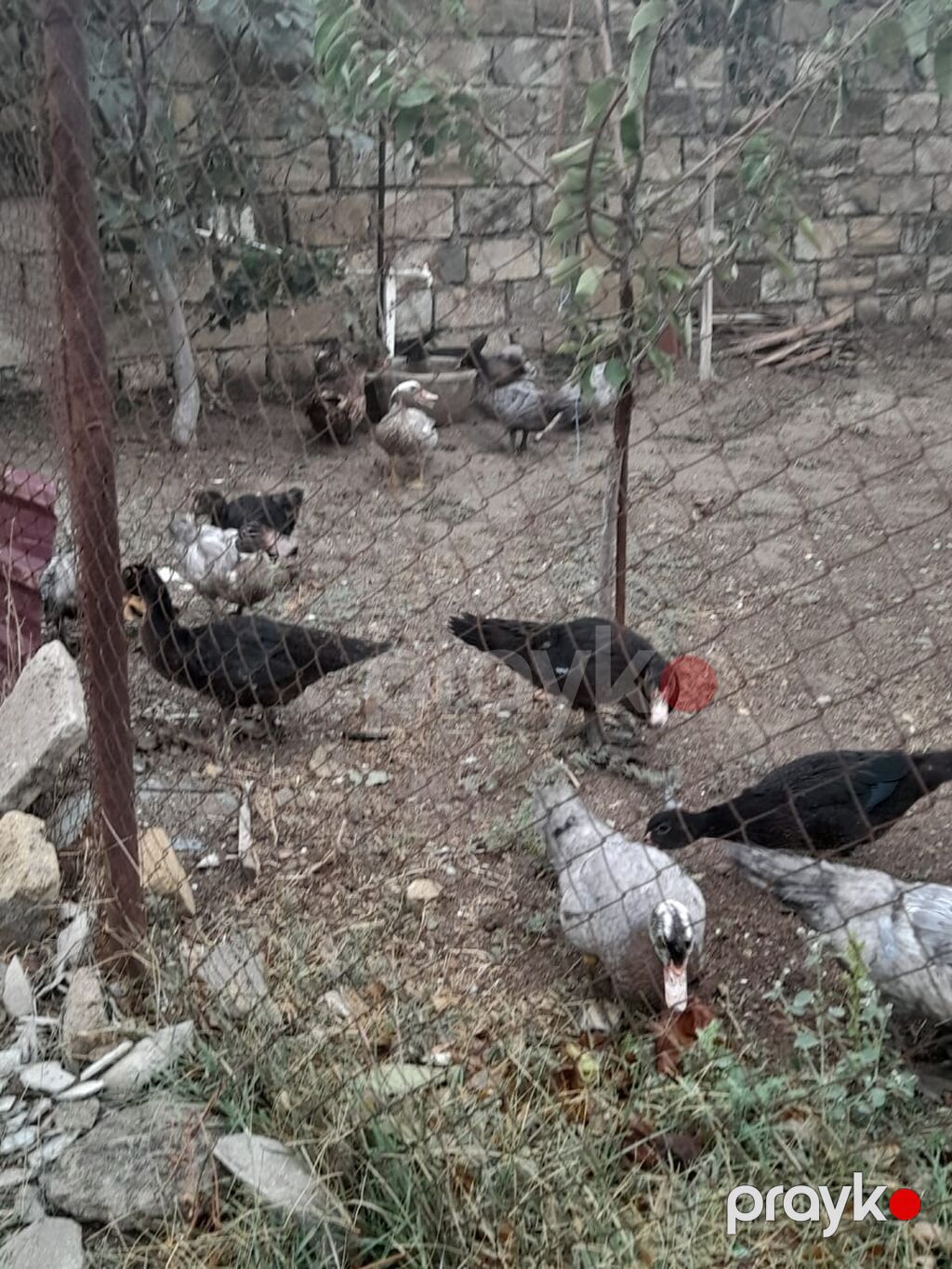 Musk ördəkləri (indo duck) – yetkin quşlar və balalar - Cins: Musk — Digərləri, Pirəkəşkül (2)