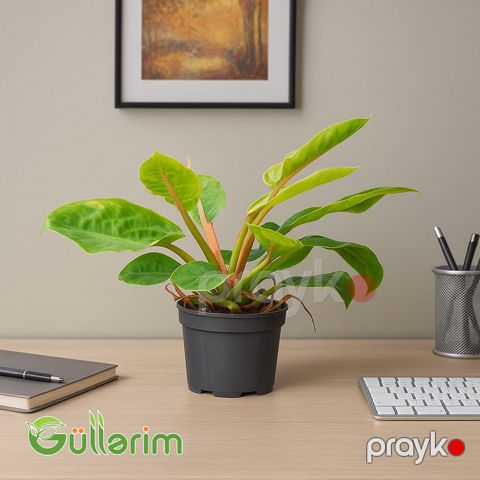 Philodendron erubescens (Filedendron) — Bakı