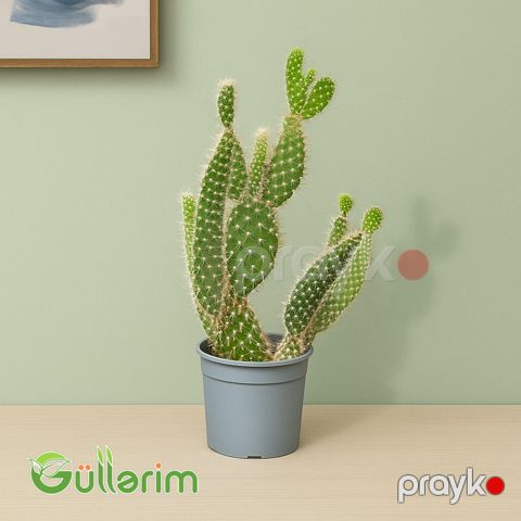 Opuntia microdasys (Dovşan qulağı kaktusu) — Bakı