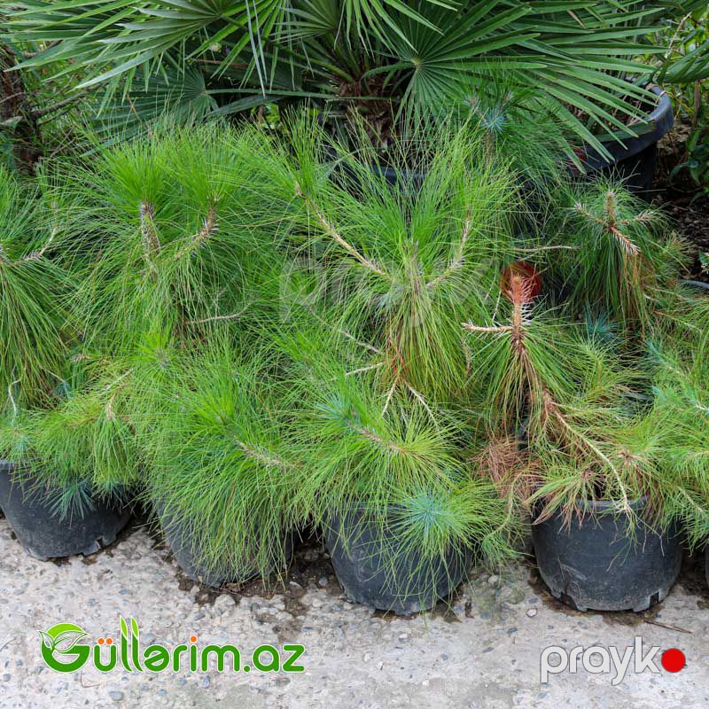 Pinus (Uzun iynəyarpaqlı şam) — Bitkilər, Bakı (2)