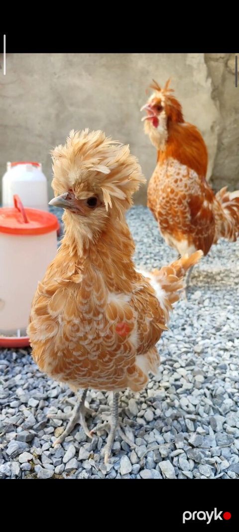 Portağal fizanlar — Bakı