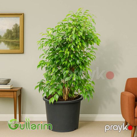 Ficus Benjamina (Fikus Benjamin) — Bakı