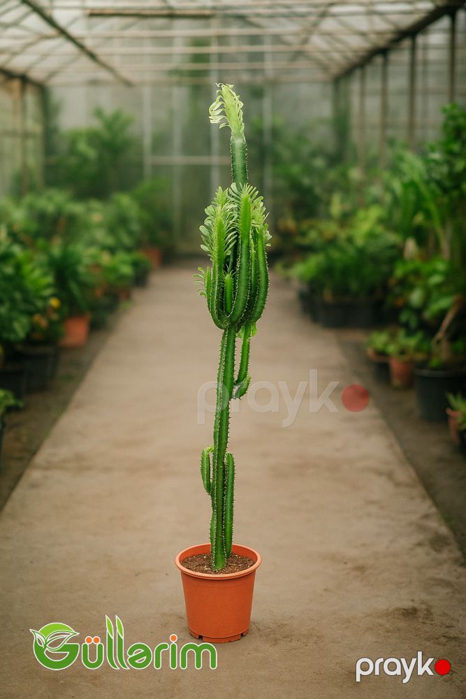 Euphorbia kaktus — Bitkilər, Bakı (2)