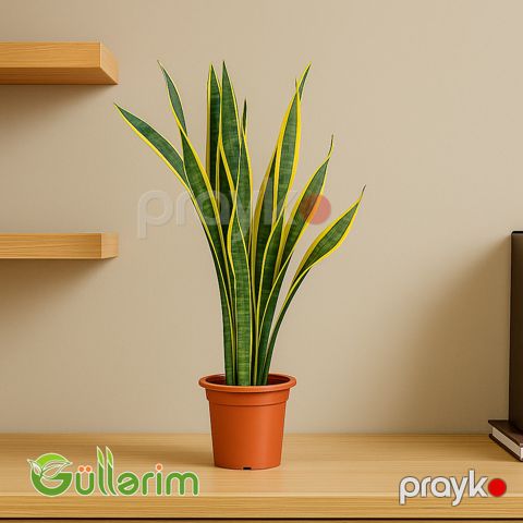 Sansevieria (Sansiveriya) — Bakı