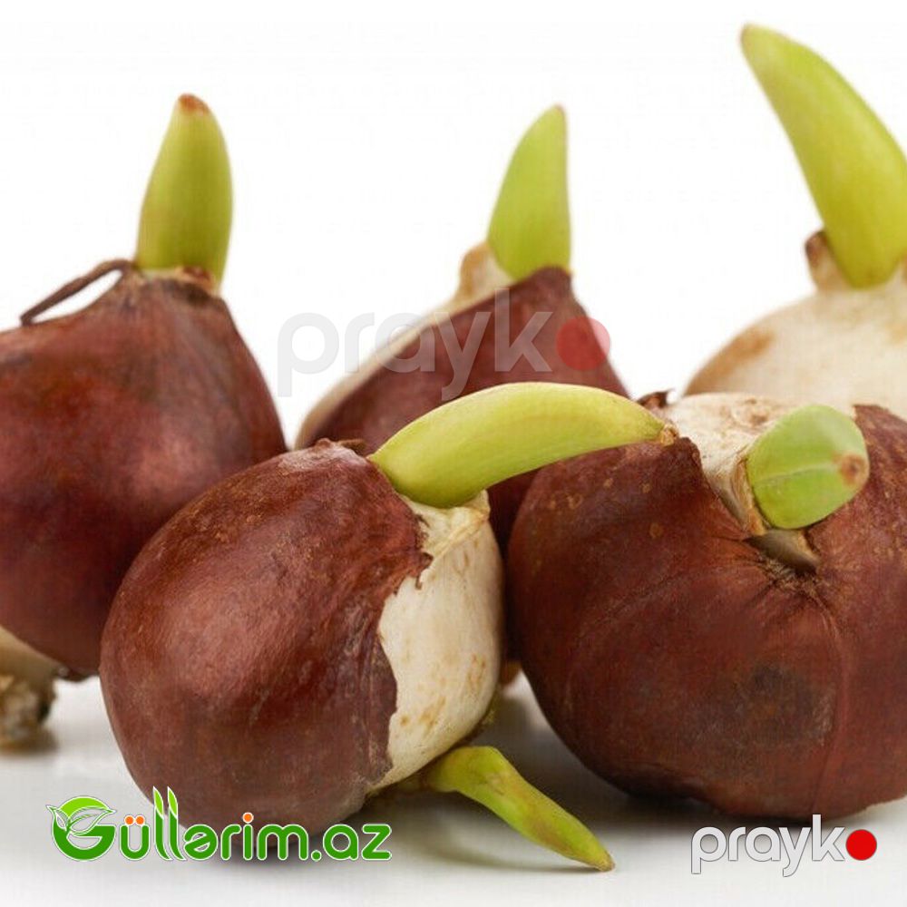 Tulpan Vanil Kup (Tülpan) — Bitkilər, Bakı (2)