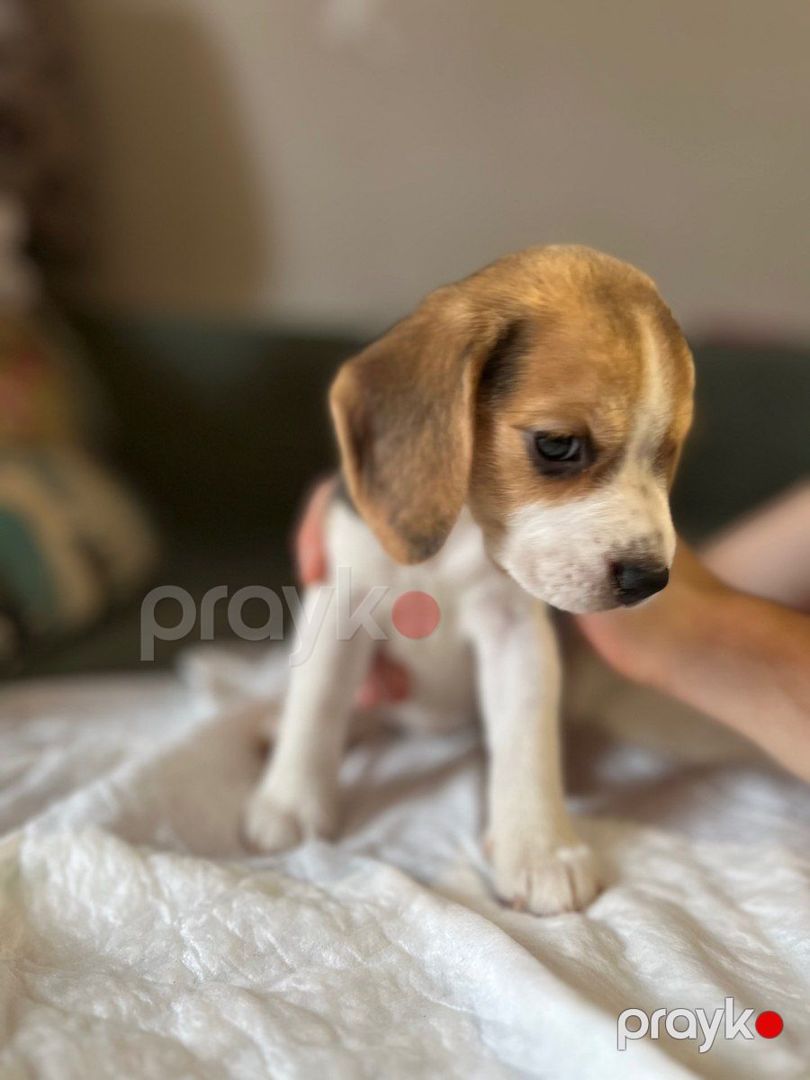 Beagle balaları — Köpəklər, Bakı (12)