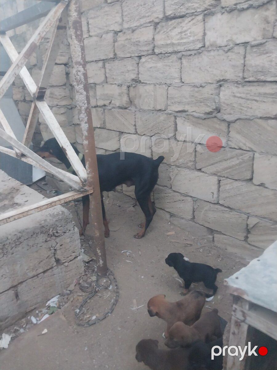 Doberman balaları — Köpəklər, Bakı (7)