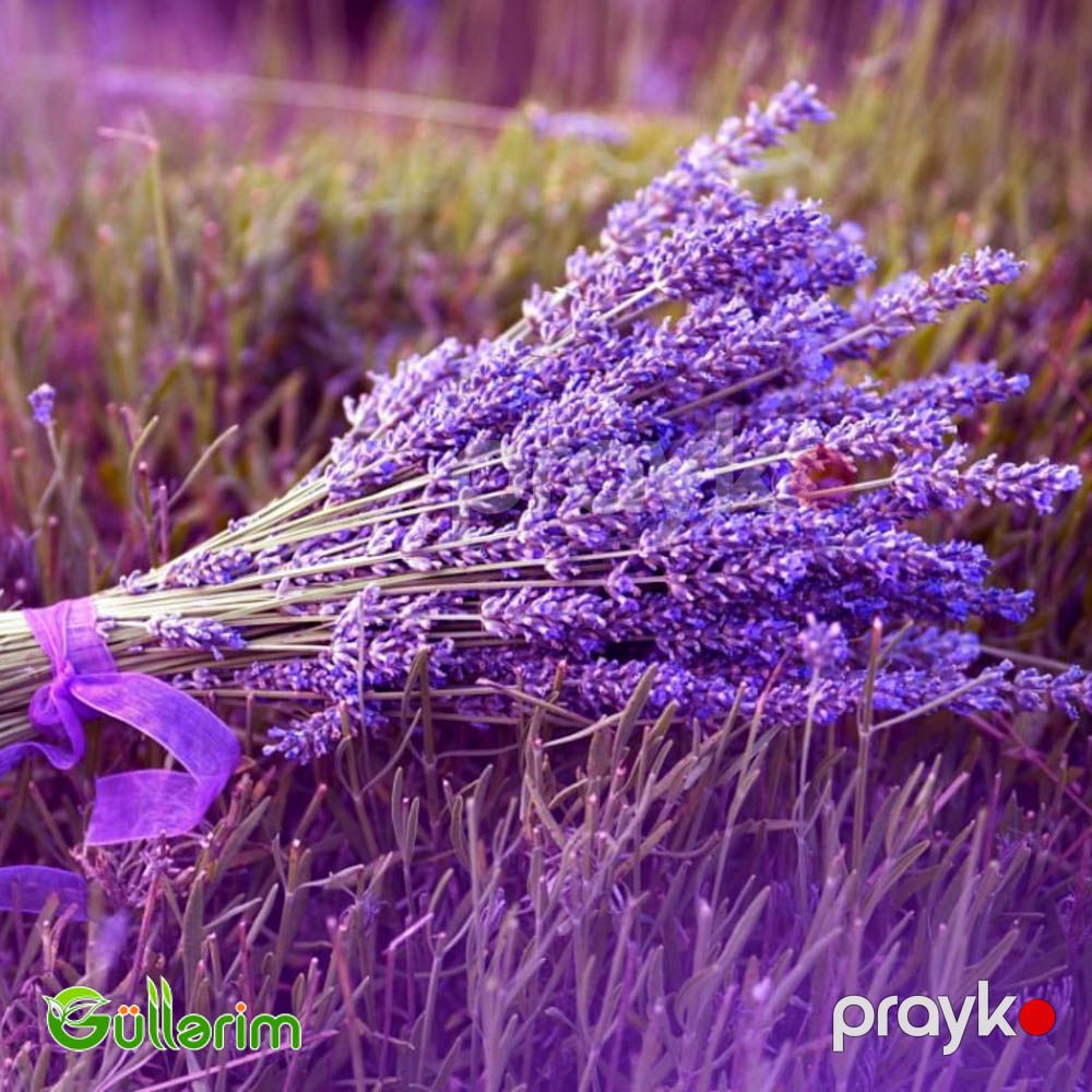 Fransız lavandası (Lavandula stoechas) — Bitkilər, Bakı (3)