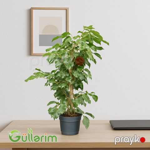 Ficus Benjamina (Fikus Benjamin) — Bakı