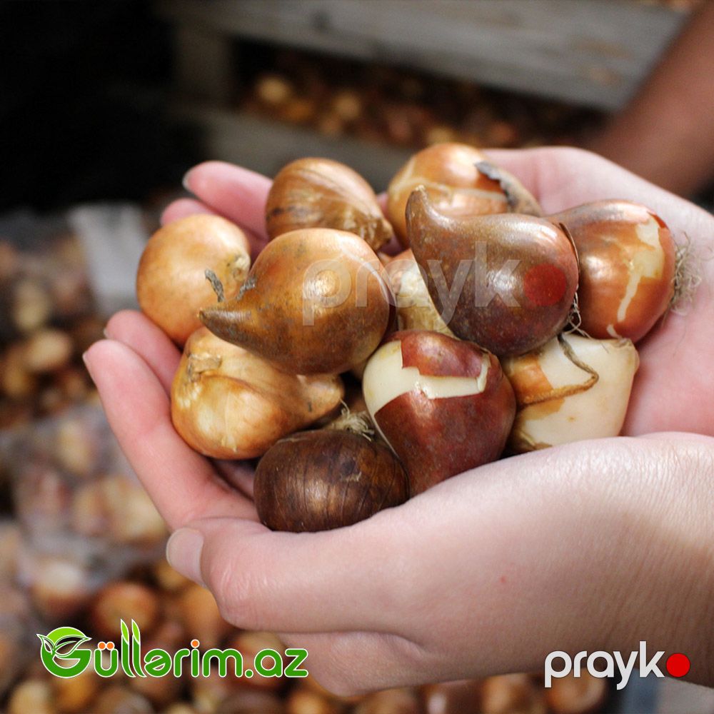 Triumf Tulpan Pastel (Tülpan) — Bitkilər, Bakı (2)