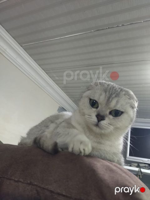 Şinşilla pişiyi — Bakı