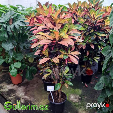 Kroton (Codiaeum variegatum)