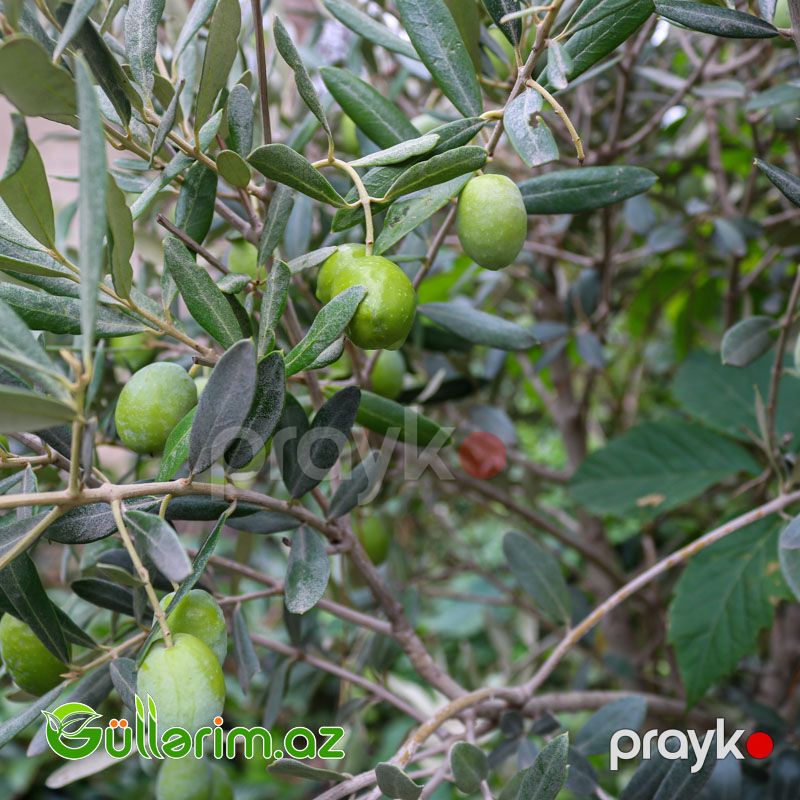 Zeytun Ağacı — Bitkilər, Bakı (2)