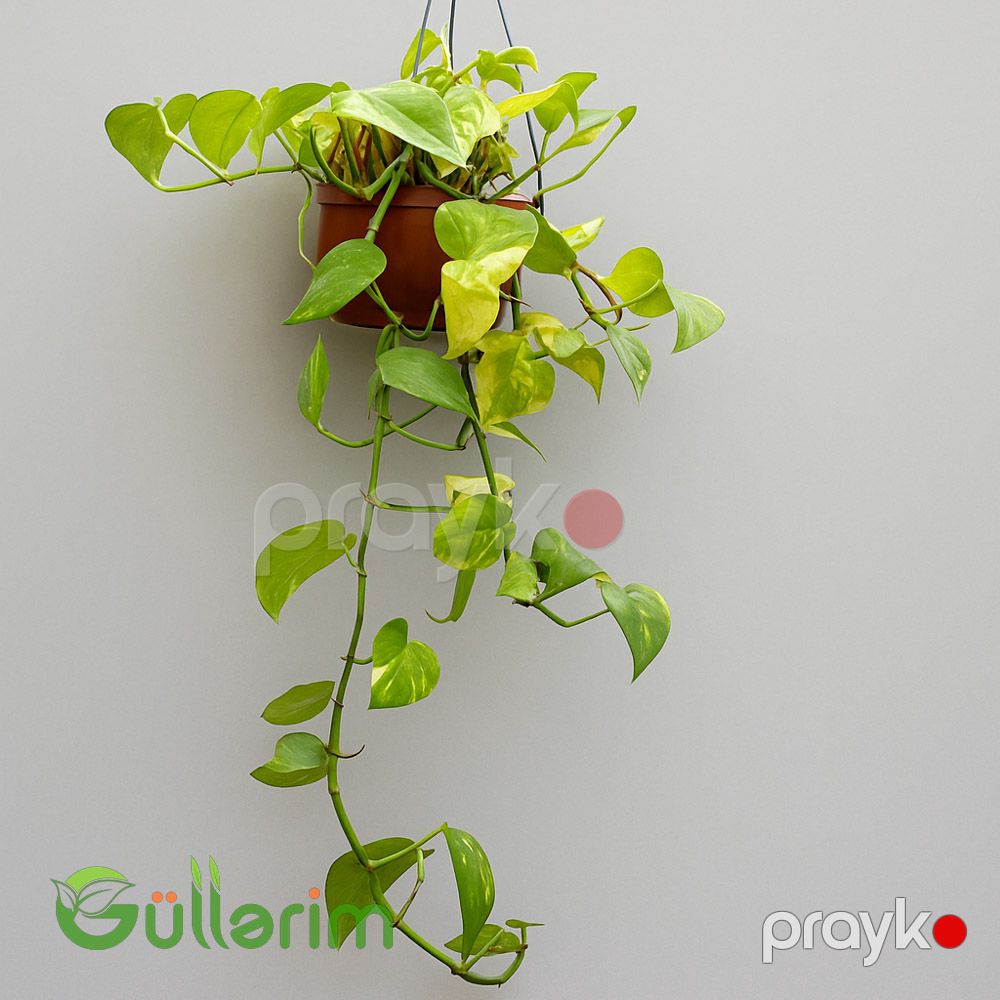 Epipremnum sarmaşıq (Epipremiya) — Bitkilər, Bakı (2)