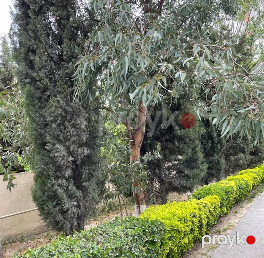 İcarəyə verilir 8 otaqlı həyət evi/bağ evi 750 m² — Ev, villa, Bakı (2)