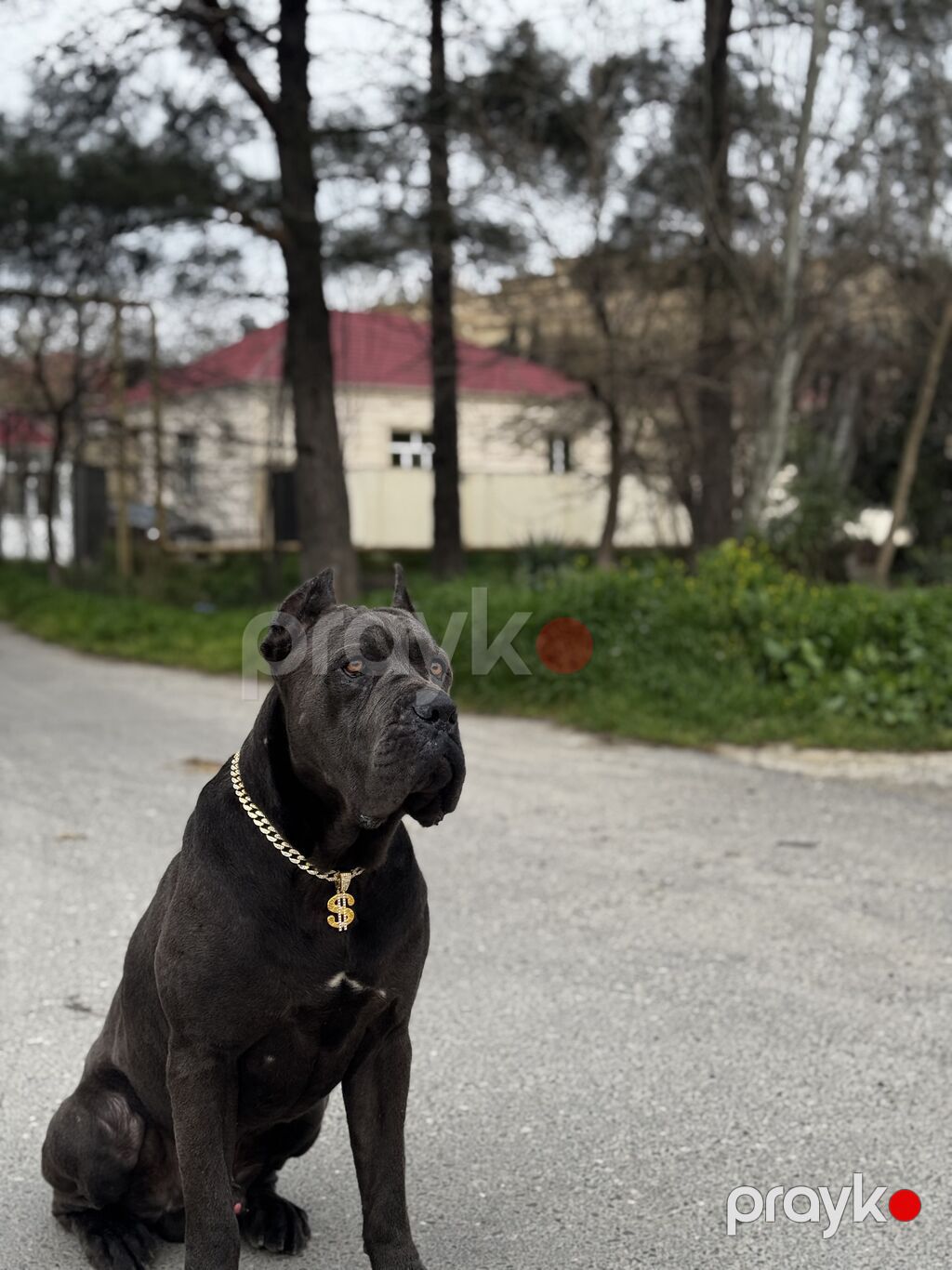 Kane-Korso, 1 ay, Erkək, Peyvəndli, Ünvandan götürmə — Köpəklər, Bakı (3)