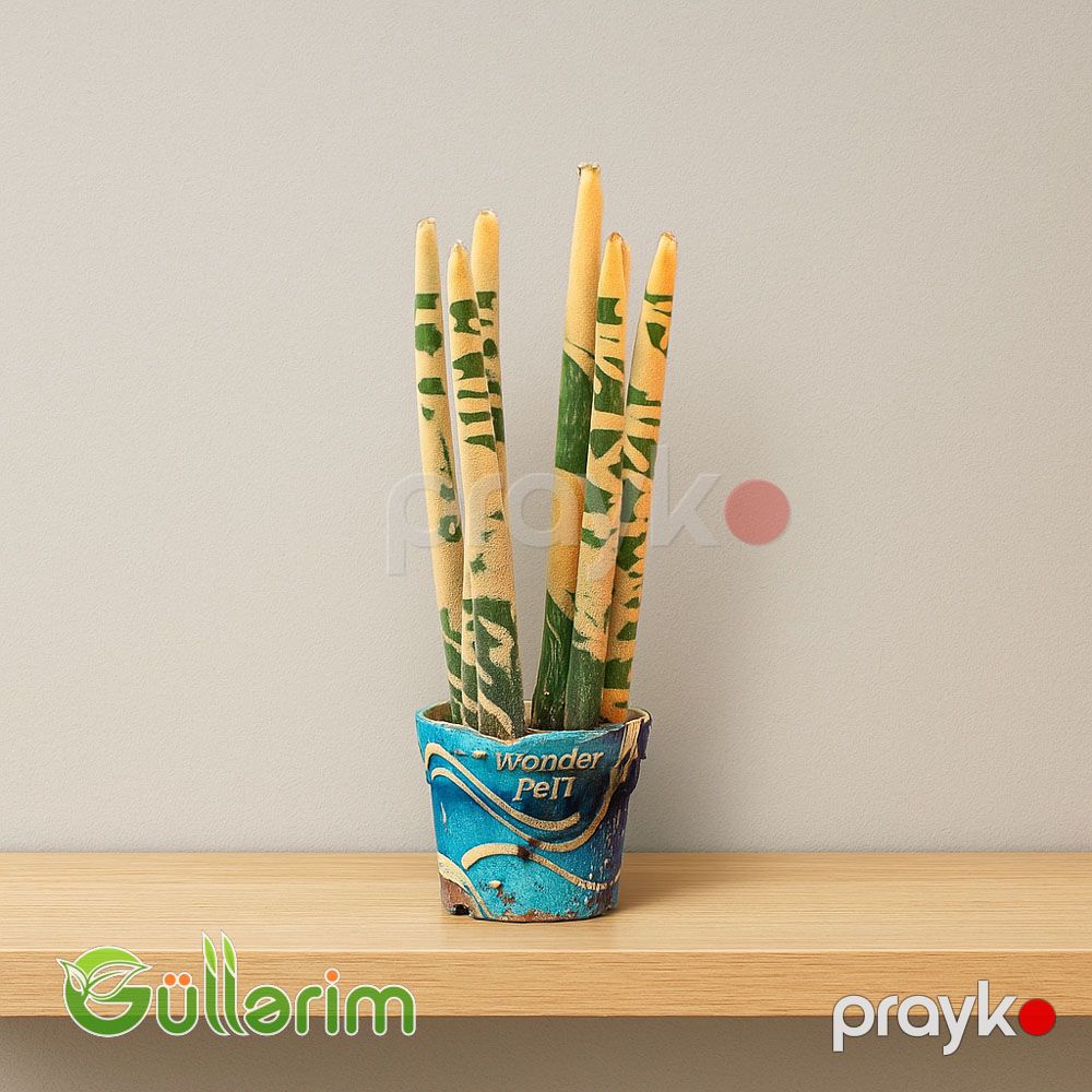 Qılınc bitkis, Sansevieria trifasciata,Драцена трёхполосная — Bitkilər, Bakı (2)