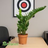 Zamioculcas (Zamiyokulkas) — Goods