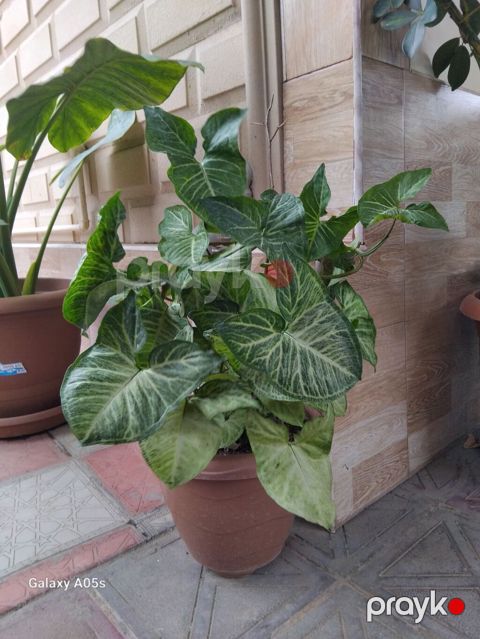 Synqonium (Syngonium podophyllum) – dekorativ yarpaqlı otaq bitkisi — Lənkəran