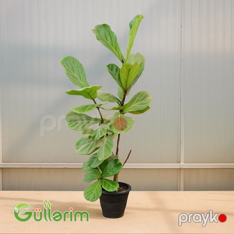 Ficus lyrata (Fikus lirata) — Bakı
