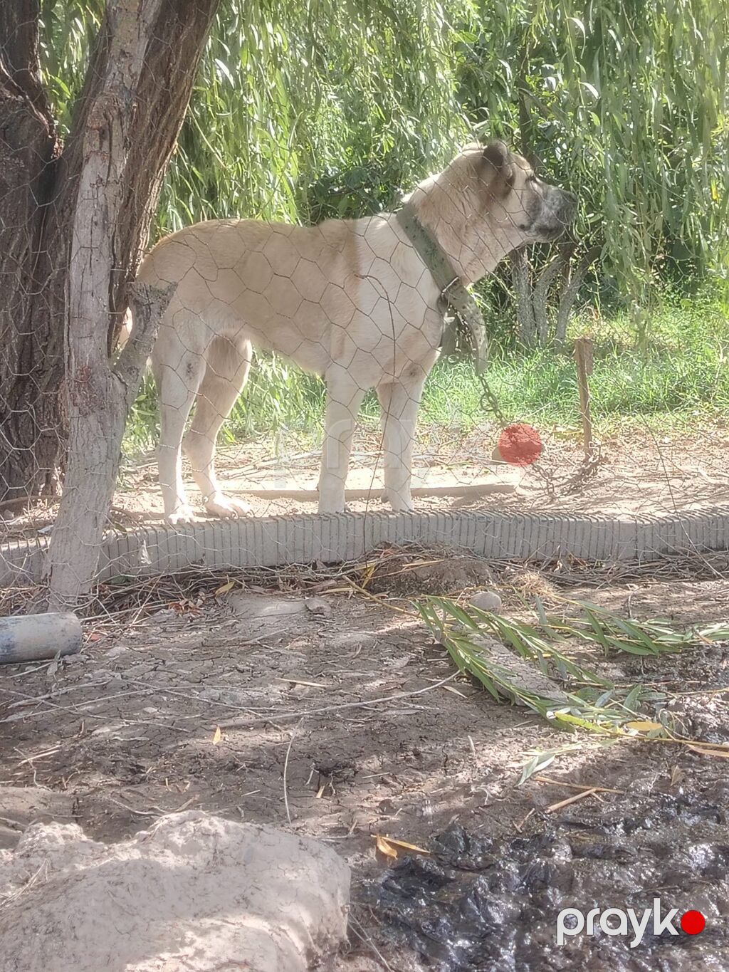 Dişi, Ünvandan götürmə — Köpəklər, Xaçmaz (2)