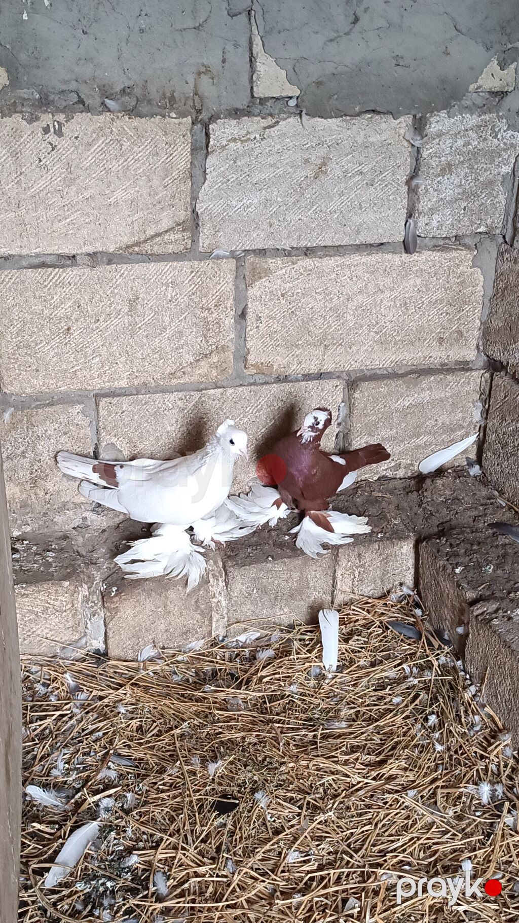 Cutduler bala verən quşlardi — Göyərçin, Biləsuvar (2)