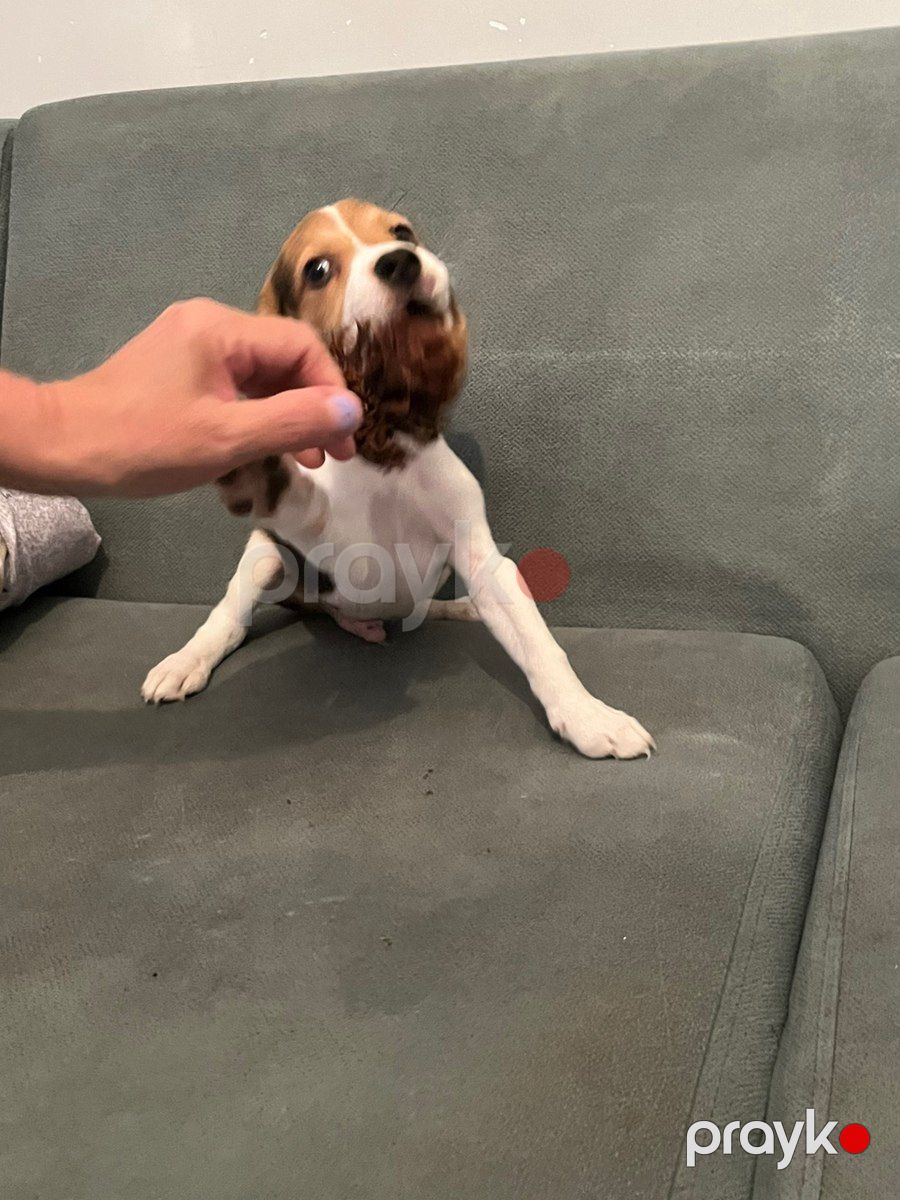 Beagle balaları — Köpəklər, Bakı (2)
