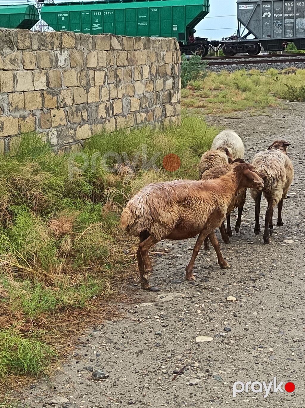 6 baş qoyundu tam sağlamdırlar, qurd və kəpənək dərmanı verilib. Həm — Kənd təsərrüfatı heyvanları, Xızı (5)