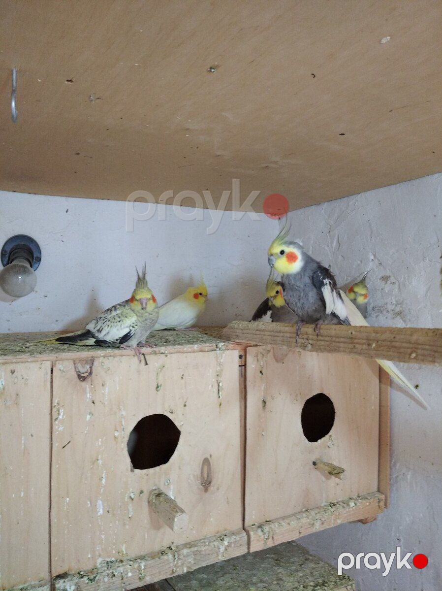 Korella — Quşlar, Bakı (5)