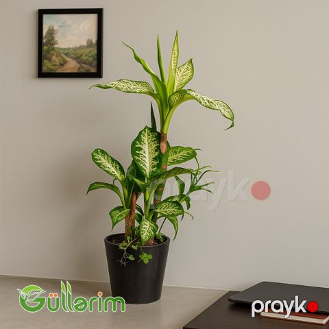 Dieffenbachia (Difenbaxiya) — Bakı