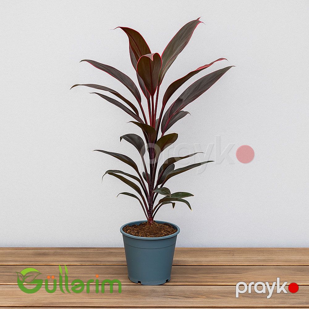Kordilin frutikoza (Cordyline Fruticosa) — Bitkilər, Bakı (2)