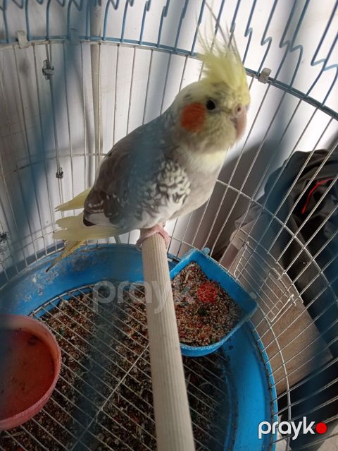 Növ: Nimfa tutuquşu (Cockatiel), kresli saçaqlı, yanaqlarında narıncı