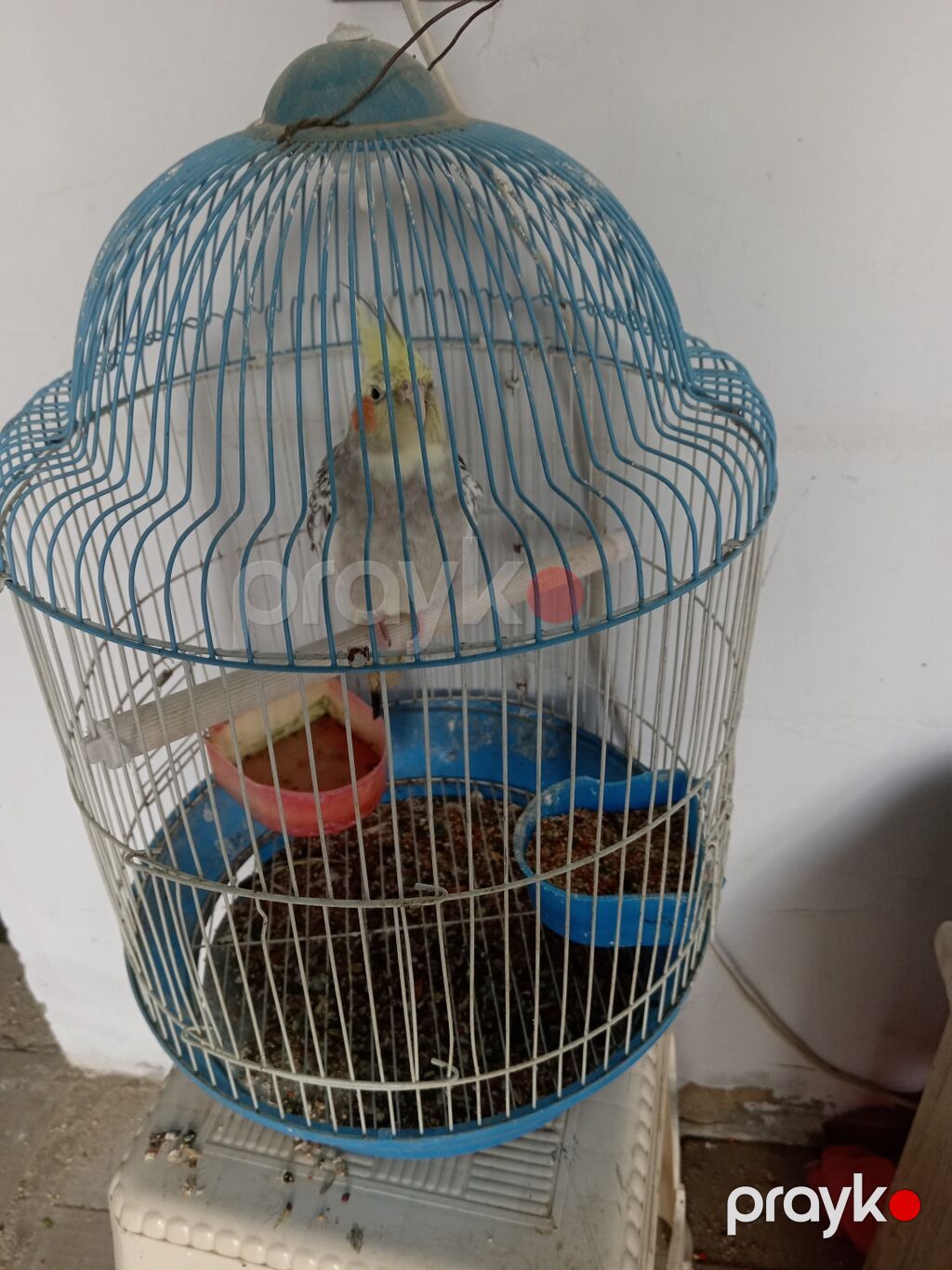 Növ: Nimfa tutuquşu (Cockatiel), kresli saçaqlı, yanaqlarında narıncı — Tutyun papağayı, Digah (3)