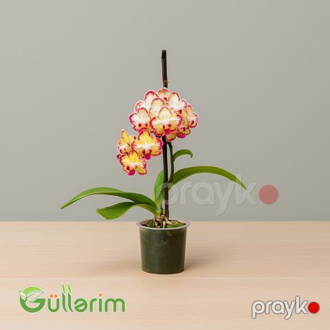 Rəngli Orxideya (Phalaenopsis) — Bakı