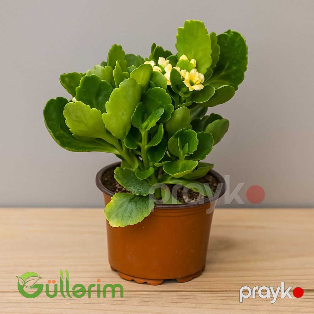 Kalanxoe blossfeldiana (Kalanxoe) — Bitkilər, Bakı (2)