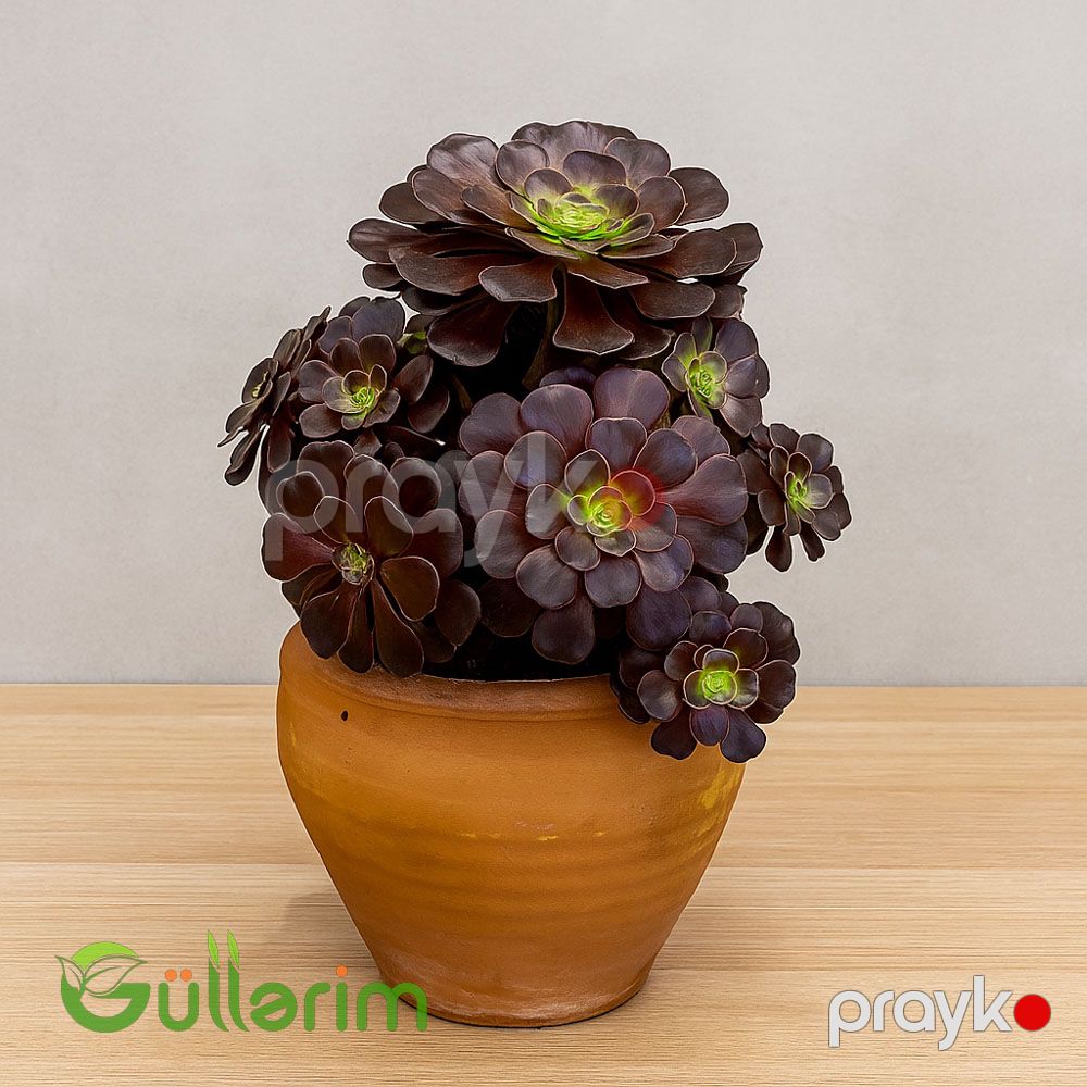 Qara gül sukulent (və ya Aeonium Zwartkop) — Bitkilər, Bakı (2)