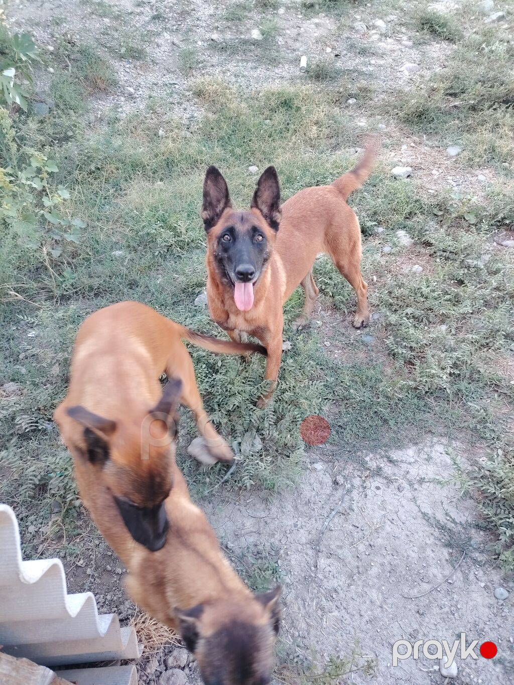 Belçika çoban iti, 5 ay, Erkək, Peyvəndli, Pulsuz çatdırılma — Köpəklər, Siyəzən (5)