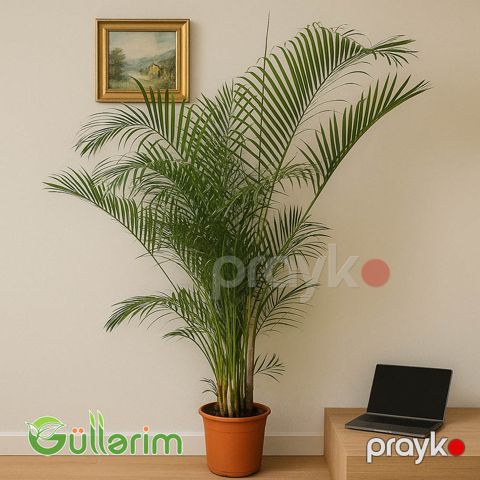 Areka Palma (Areka palma) — Bakı