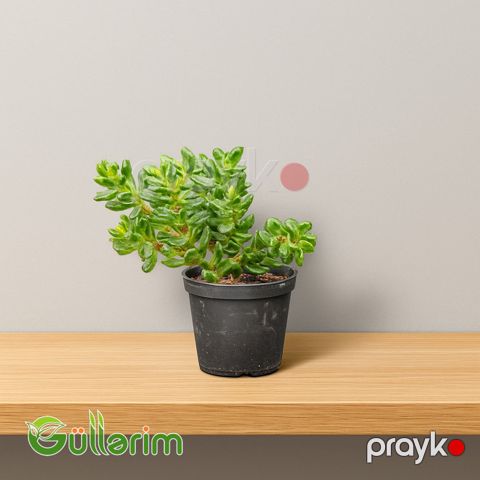 Pul ağacı,Crassula ovata, dollar agaci — Bakı