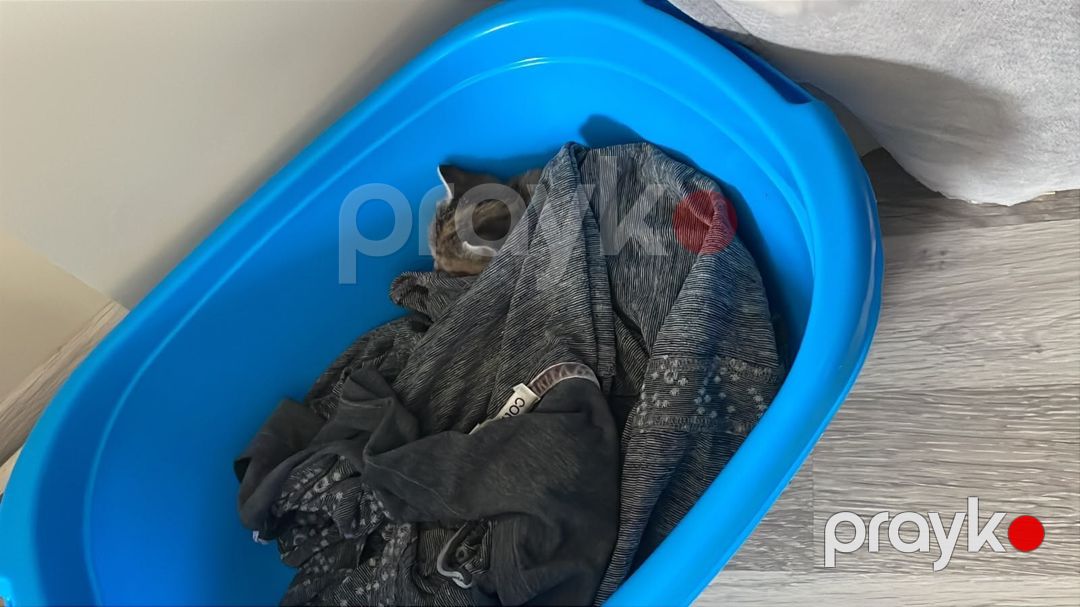 Pişik etibarlı əllərə verilir — Pişiklər, Bakı (3)